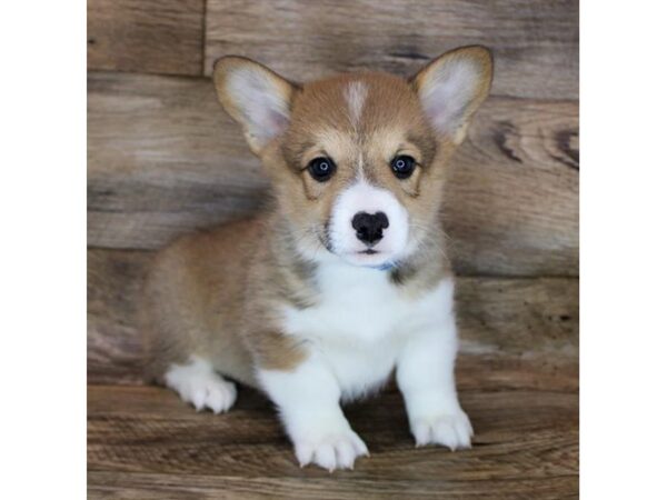 Pembroke Welsh Corgi DOG Male Sable / White 19115 Petland Topeka, Kansas