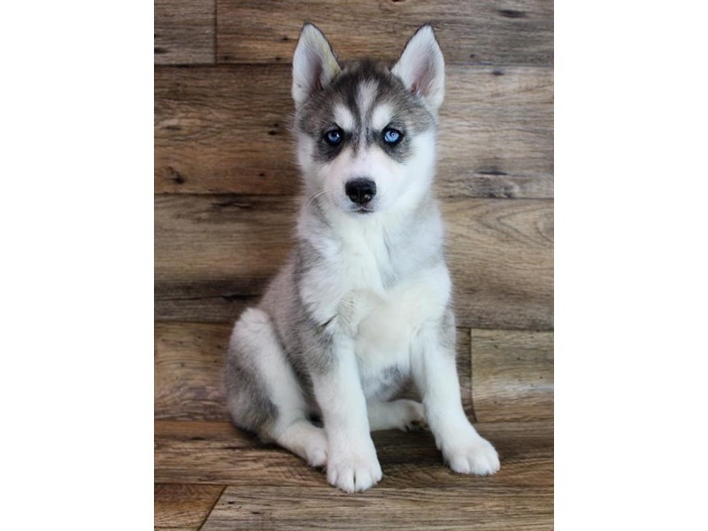 Siberian Husky Puppy Gray / White ID:19116 Located at