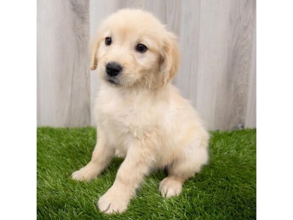 Golden Retriever DOG Female Golden 19113 Petland Topeka, Kansas