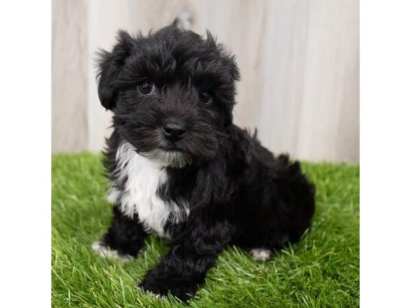 Yorkiepoo DOG Female Black 19118 Petland Topeka, Kansas