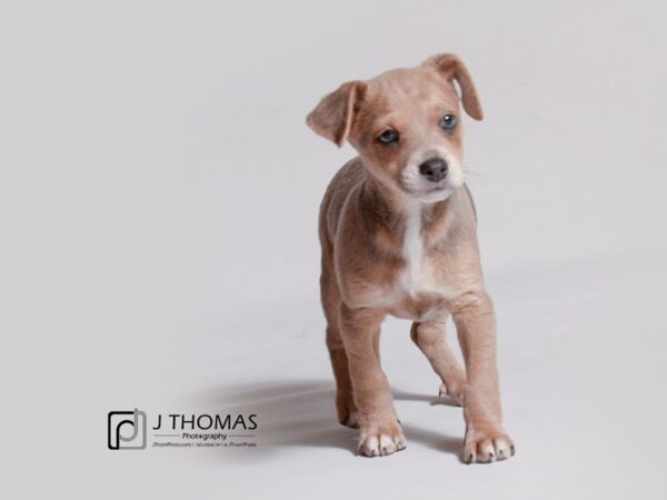 Chiweenie-DOG-Female-Blue & Tan-19128-Petland Topeka, Kansas