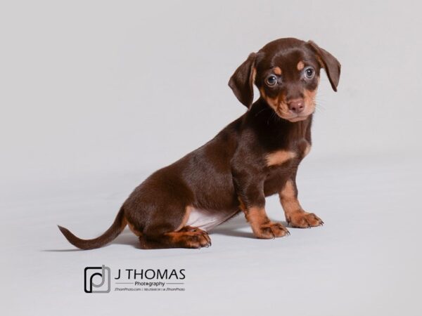 Chiweenie DOG Male Chocolate and Tan 19126 Petland Topeka, Kansas