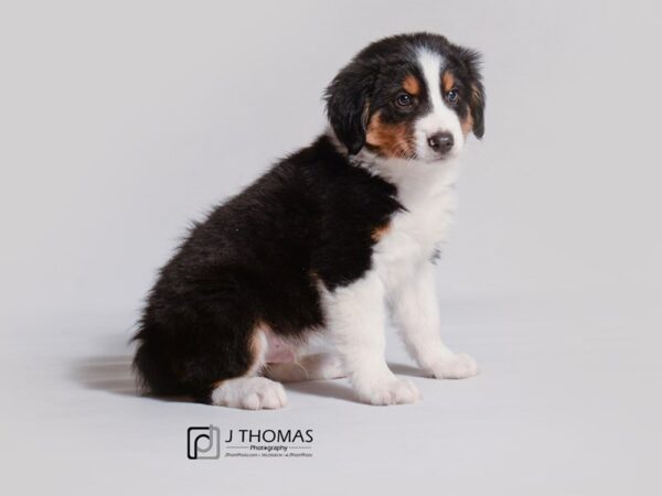 Aussie Mix DOG Male Tri Color 19125 Petland Topeka, Kansas