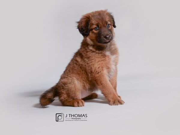 Aussie Mix-DOG-Female-Brown-19124-Petland Topeka, Kansas