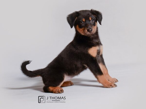 Aussie Mix-DOG-Female-Black and White-19123-Petland Topeka, Kansas