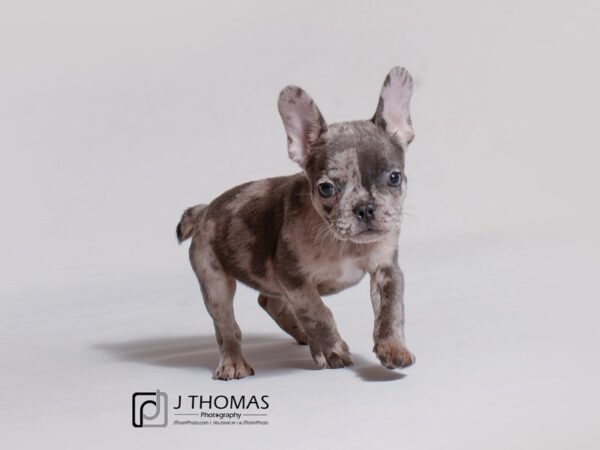 French Bulldog DOG Male Blue Merle 19121 Petland Topeka, Kansas