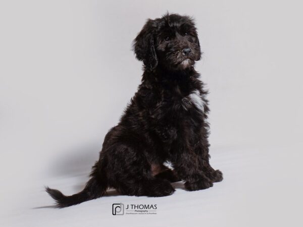 Old English Sheepdog/Standard Poodle DOG Male Black 19119 Petland Topeka, Kansas