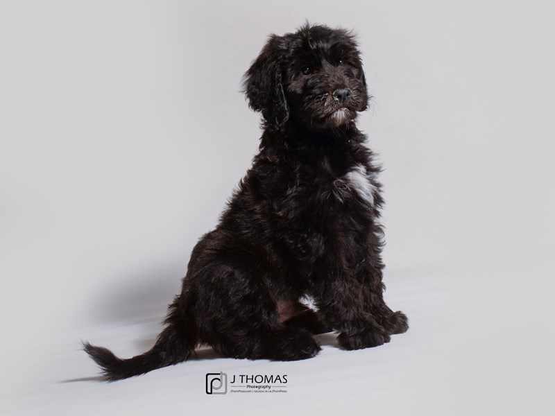 Sheepdog poodle for sales sale