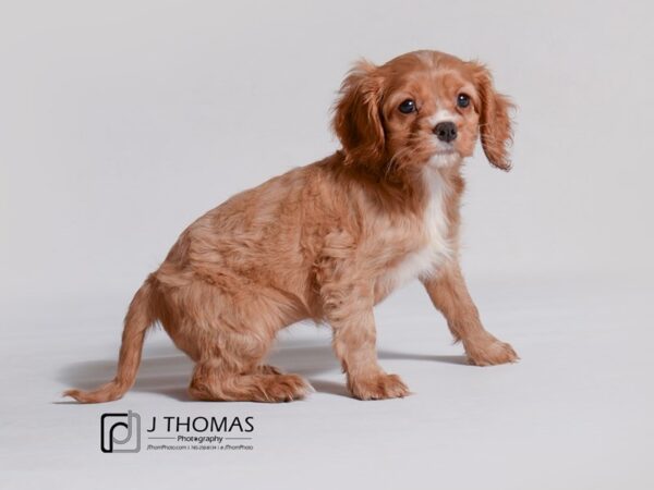 Cockalier DOG Female Ruby 19117 Petland Topeka, Kansas