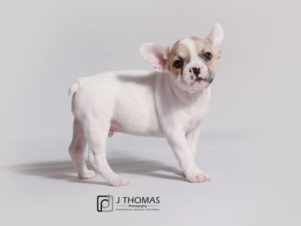 French Bulldog DOG Male Fawn 19112 Petland Topeka, Kansas