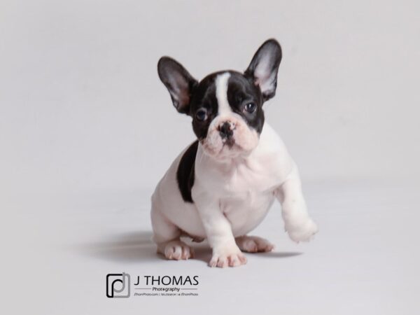 French Bulldog DOG Female Black 19111 Petland Topeka, Kansas