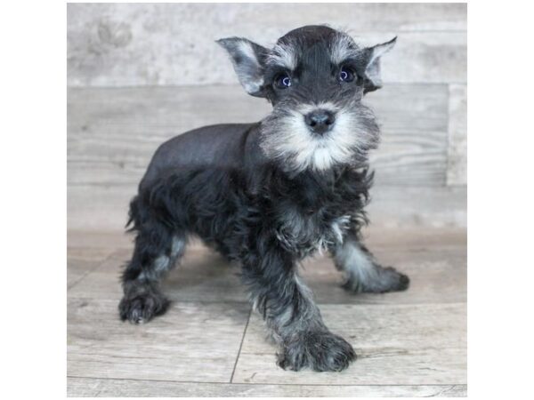 Miniature Schnauzer-DOG-Female-Black-19129-Petland Topeka, Kansas