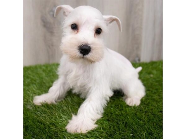 Miniature Schnauzer DOG Female White 19148 Petland Topeka, Kansas