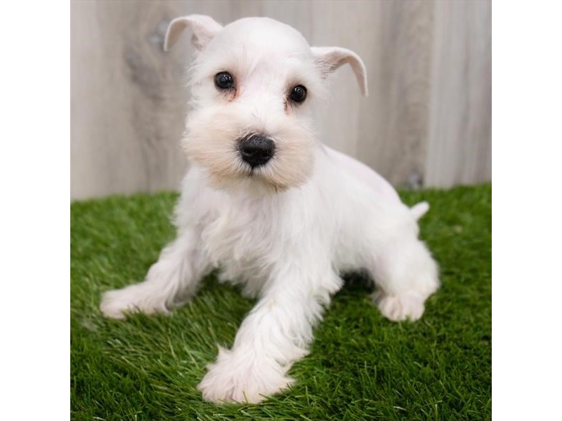 Miniature Schnauzer-DOG-Female-White-3424709-Petland Topeka, Kansas