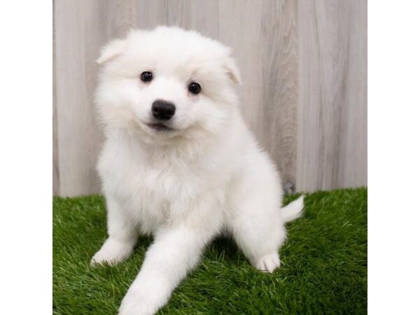 American Eskimo Dog DOG Male White 19141 Petland Topeka, Kansas