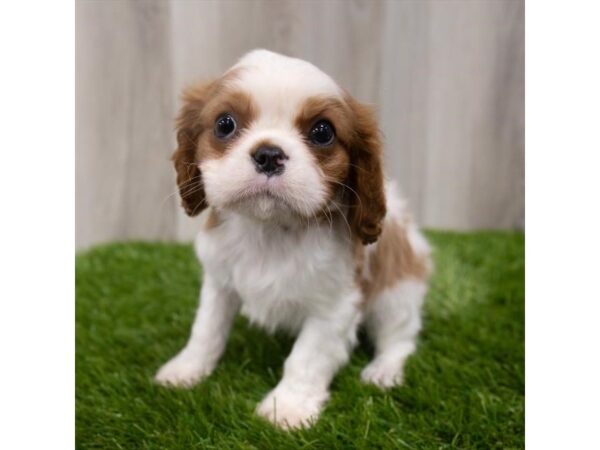 Cavalier King Charles Spaniel DOG Male Blenheim 19142 Petland Topeka, Kansas