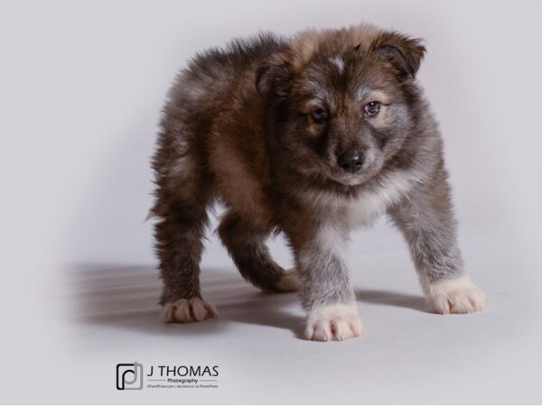 Shepsky DOG Male Sable 19160 Petland Topeka, Kansas