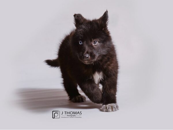 Shepsky-DOG-Female-Black and White-19159-Petland Topeka, Kansas