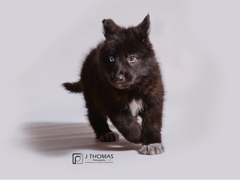 Shepsky-DOG-Female-Black and White-3425166-Petland Topeka, Kansas