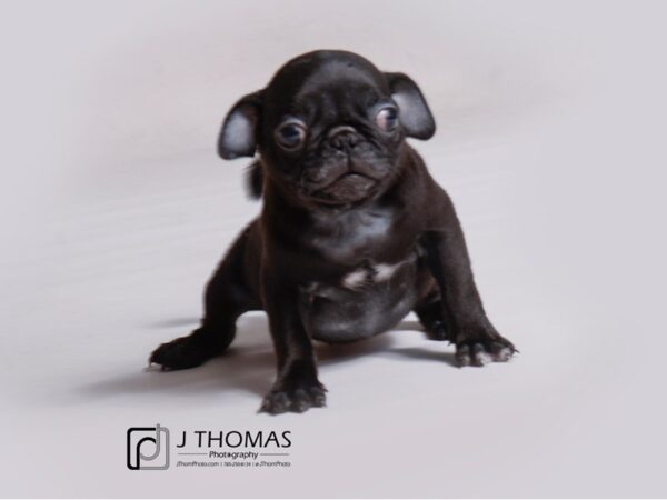 Pug DOG Female Black 19158 Petland Topeka, Kansas