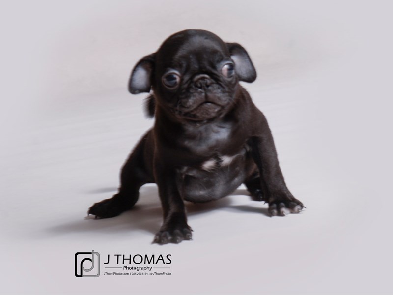 Pug Puppy Black ID:19158 Located at Petland Topeka, Kansas