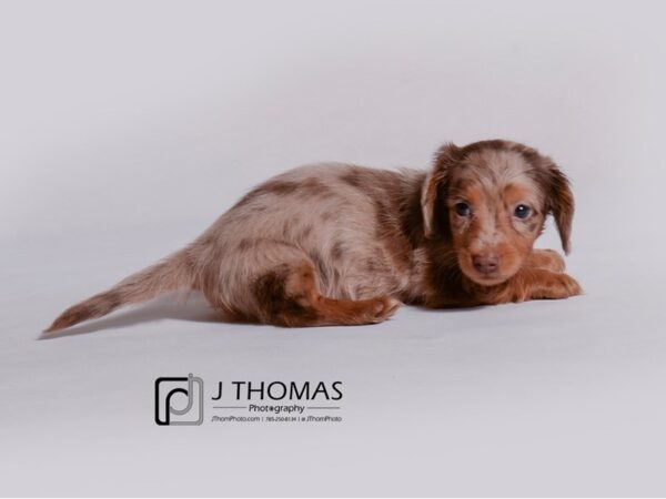 Dachshund DOG Female Red Dapple 19157 Petland Topeka, Kansas