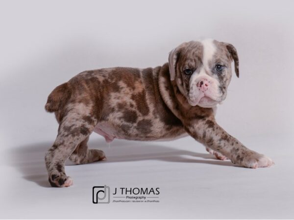 Victorian Bulldog DOG Male Blue Merle 19155 Petland Topeka, Kansas