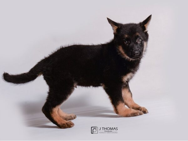 German Shepherd Dog-DOG-Male-Black / Tan-19153-Petland Topeka, Kansas