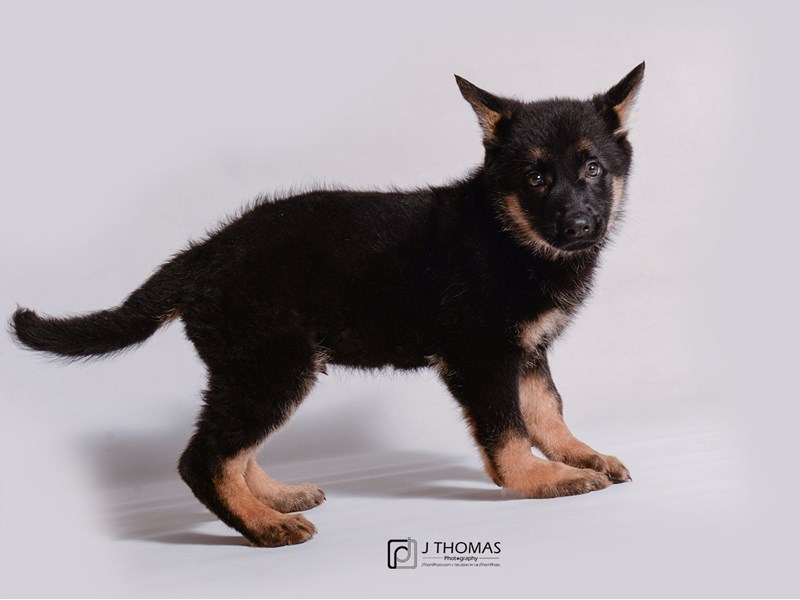 German Shepherd Dog-DOG-Male-Black / Tan-3424712-Petland Topeka, Kansas