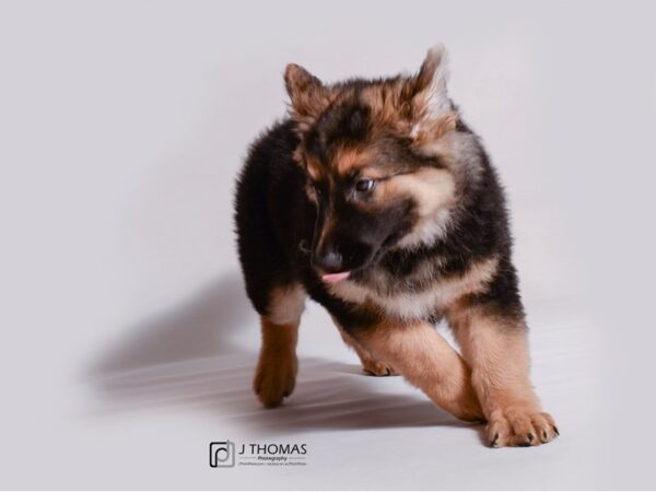 German Shepherd Dog DOG Female Black / Tan 19152 Petland Topeka, Kansas