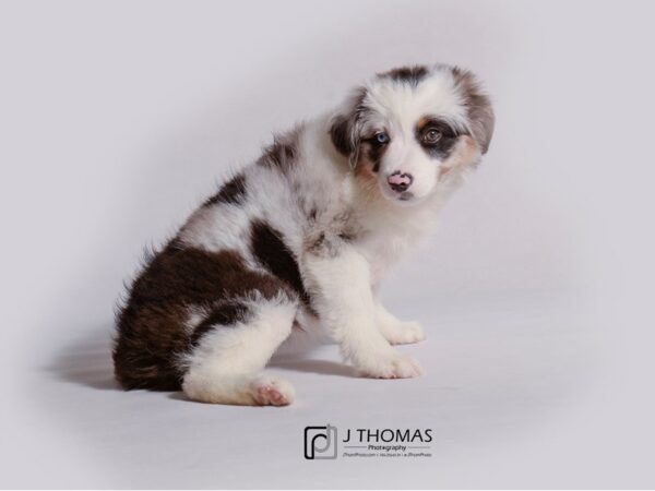 Miniature Australian Shepherd DOG Female Blue Merle 19151 Petland Topeka, Kansas