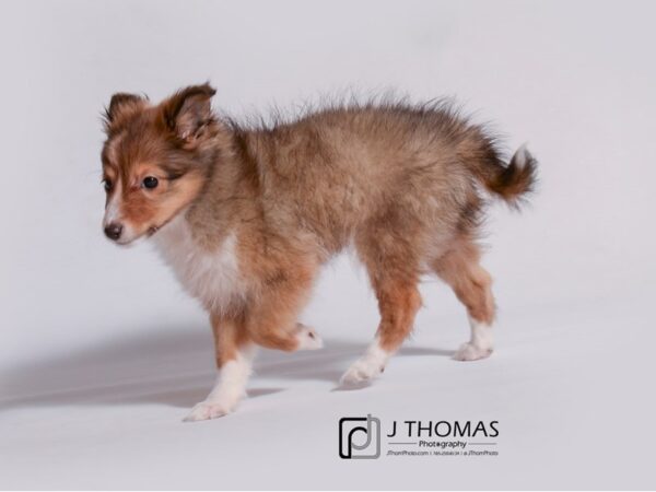 Shetland Sheepdog DOG Female Sable / White 19150 Petland Topeka, Kansas