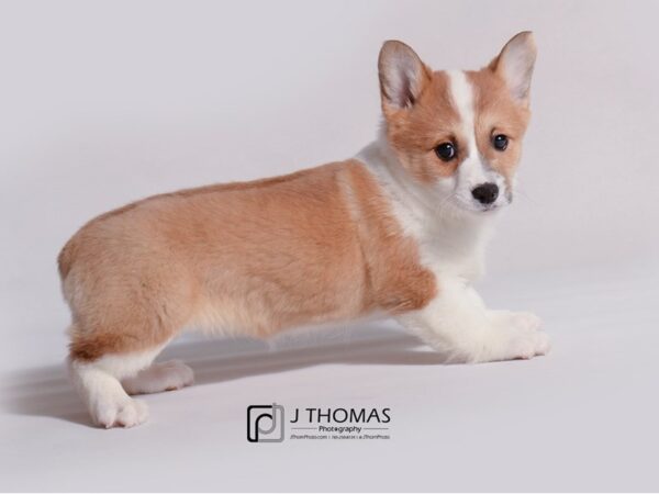 Pembroke Welsh Corgi-DOG-Female-Red-19149-Petland Topeka, Kansas