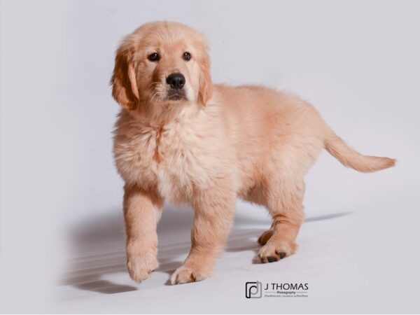 Golden Retriever DOG Male Golden 19146 Petland Topeka, Kansas