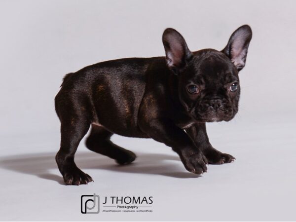 French Bulldog-DOG-Female-Brindle-19145-Petland Topeka, Kansas