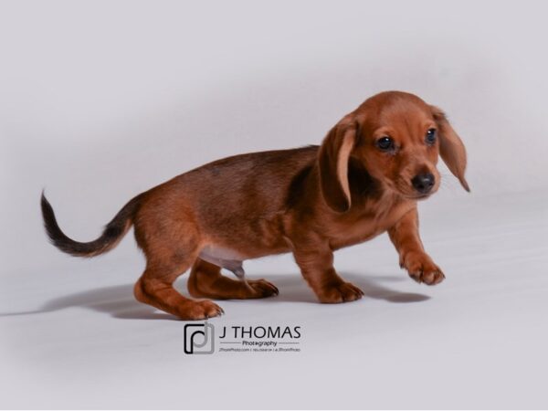 Dachshund-DOG-Male-Wild Boar-19144-Petland Topeka, Kansas