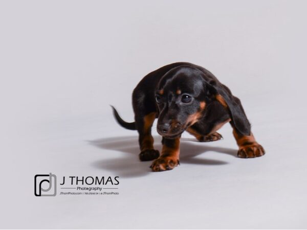 Dachshund DOG Female Black / Tan 19143 Petland Topeka, Kansas