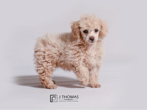 Poodle DOG Female Cream 19139 Petland Topeka, Kansas