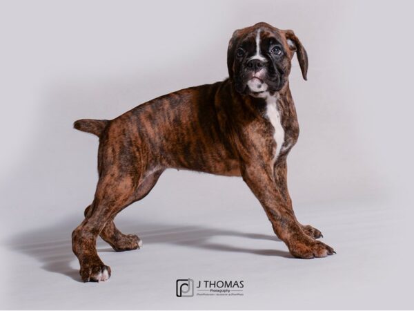 Boxer DOG Female Brindle 19138 Petland Topeka, Kansas