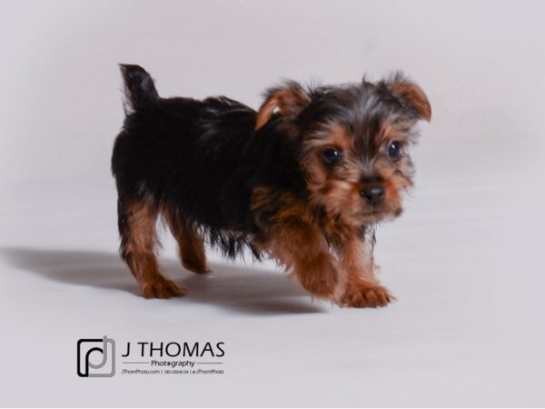 Yorkshire Terrier DOG Female Black / Tan 19137 Petland Topeka, Kansas