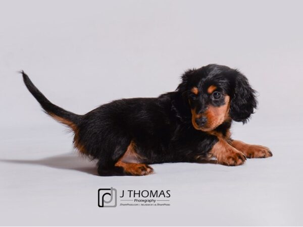 Dachshund DOG Female Black / Tan 19136 Petland Topeka, Kansas