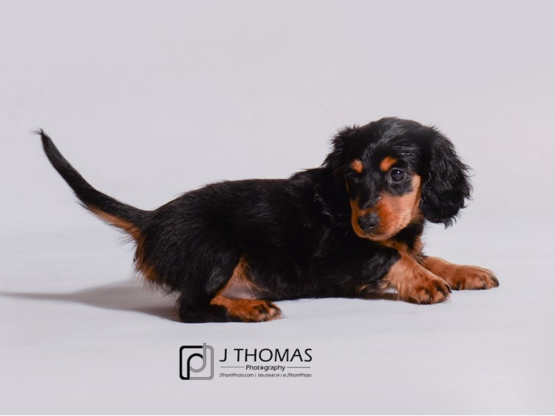 Dachshund-DOG-Female-Black / Tan-3423993-Petland Topeka, Kansas