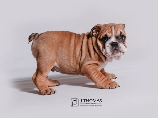 Bulldog DOG Male Red 19134 Petland Topeka, Kansas