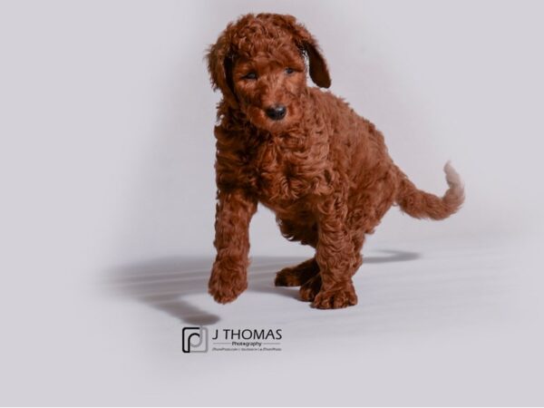 Goldendoodle 2nd Gen DOG Female Red 19133 Petland Topeka, Kansas