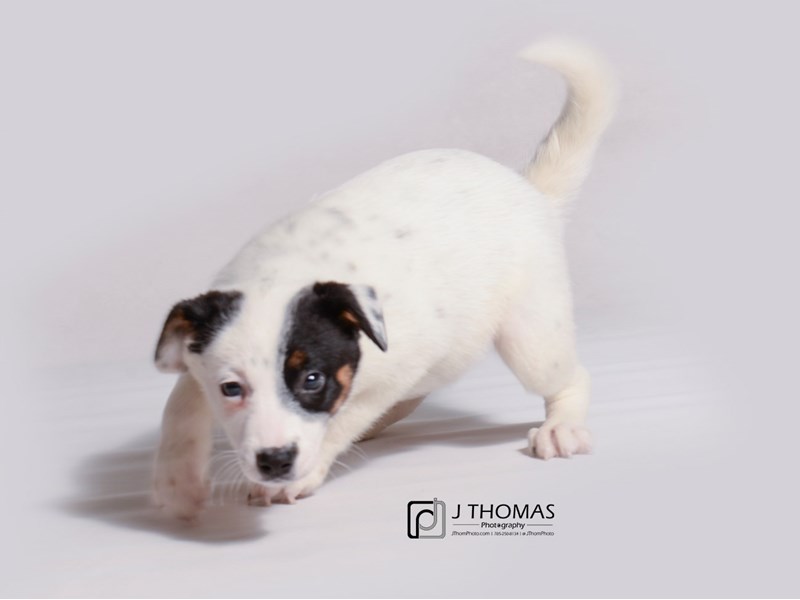 Australian Cattle Dog-DOG-Female-Wh Blk & Tn Sptd-3423557-Petland Topeka, Kansas