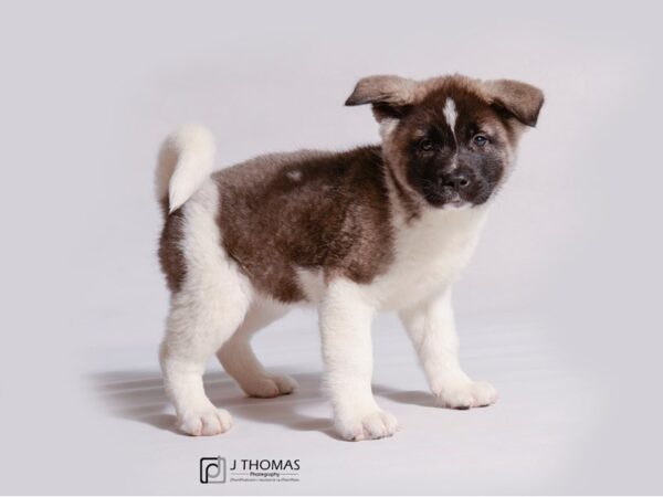 Akita DOG Female Fawn Pinto 19130 Petland Topeka, Kansas