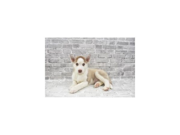 Siberian Husky-DOG-Female-Red and White-19168-Petland Topeka, Kansas