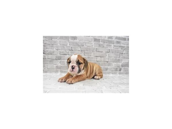 English Bulldog DOG Female Red and White 19170 Petland Topeka, Kansas