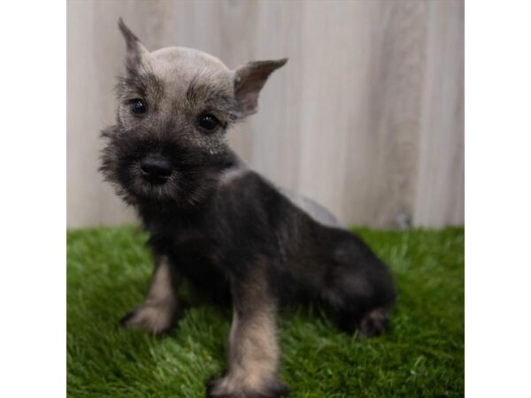 Miniature Schnauzer DOG Female Salt / Pepper 19164 Petland Topeka, Kansas