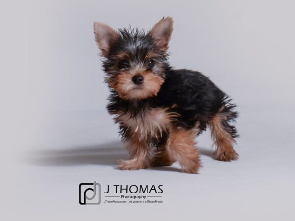 Yorkshire Terrier DOG Male Black and Tan 19174 Petland Topeka, Kansas